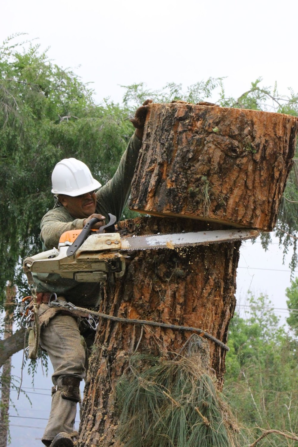 JR’s Tree Service and Landscape